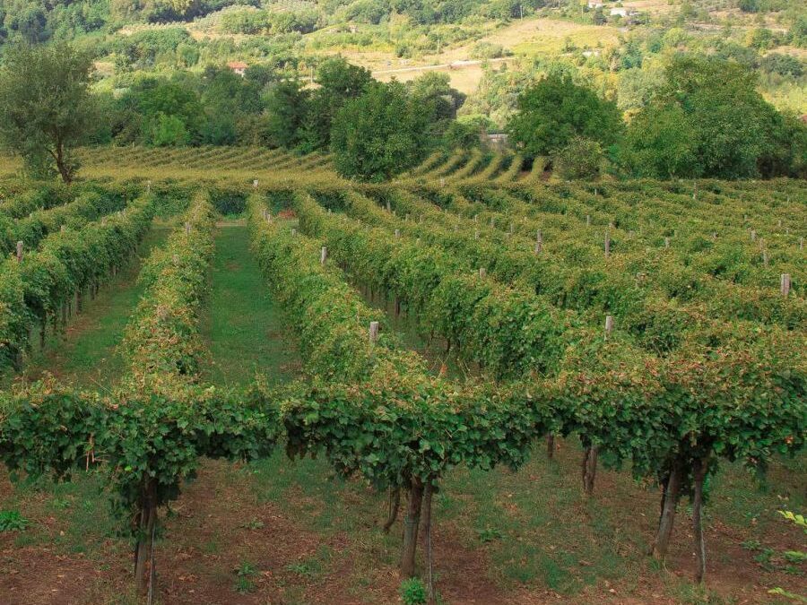 Formazione, promozione e comunicazione per lo sviluppo del rapporto vino-turismo