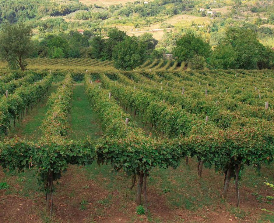 citta_vino_irpinia