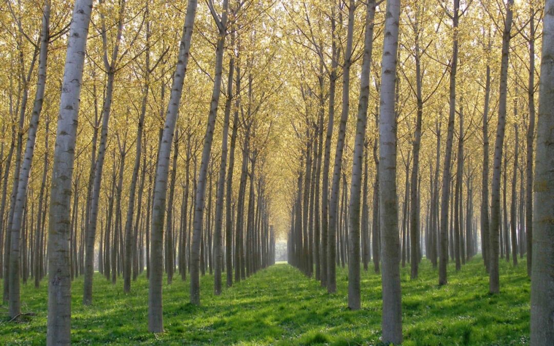 Il “popolo” verde del Monferrato