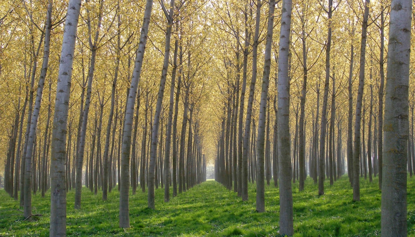 pioppeto_MORANO_PO_Piemonte_Parchi (1)