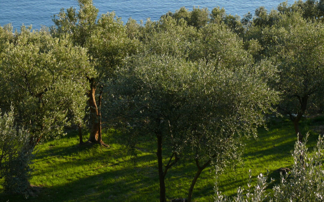 Successo per la prima edizione di “Oliveti Aperti”