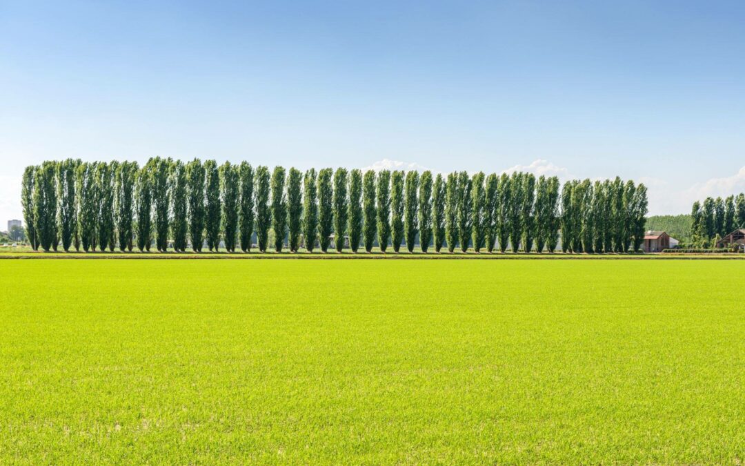 Monferrato e Lomellina unite dall’enoturismo e dal paesaggio