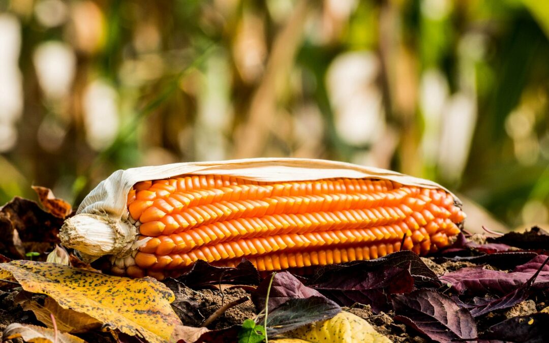 Slow Food a supporto della produzione agroalimentare lombarda