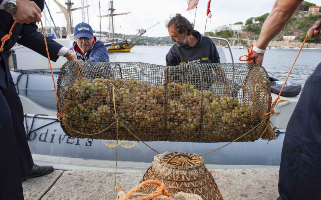 L’Isola d’Elba lancia Nesos, il vino marino