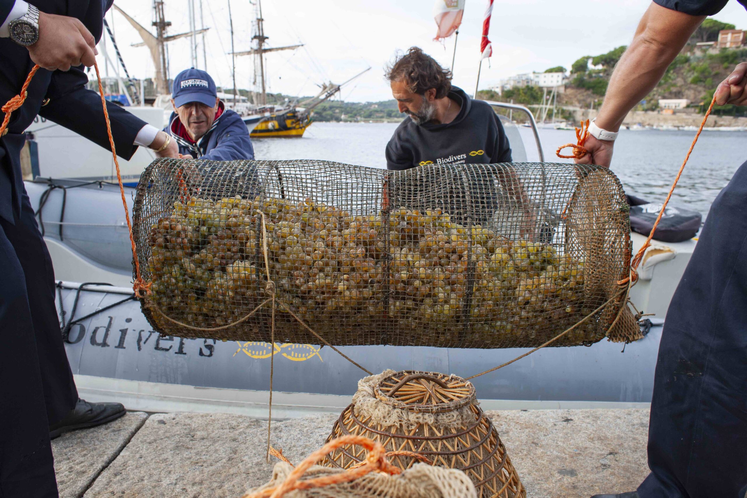 vino_marino_nesos_uve_elba_vetrina_toscana
