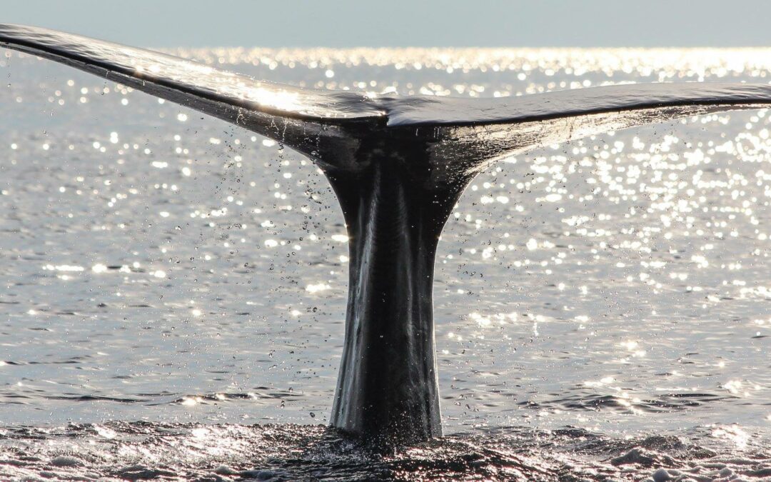 Fare da guida turistica nel Santuario internazionale dei cetacei