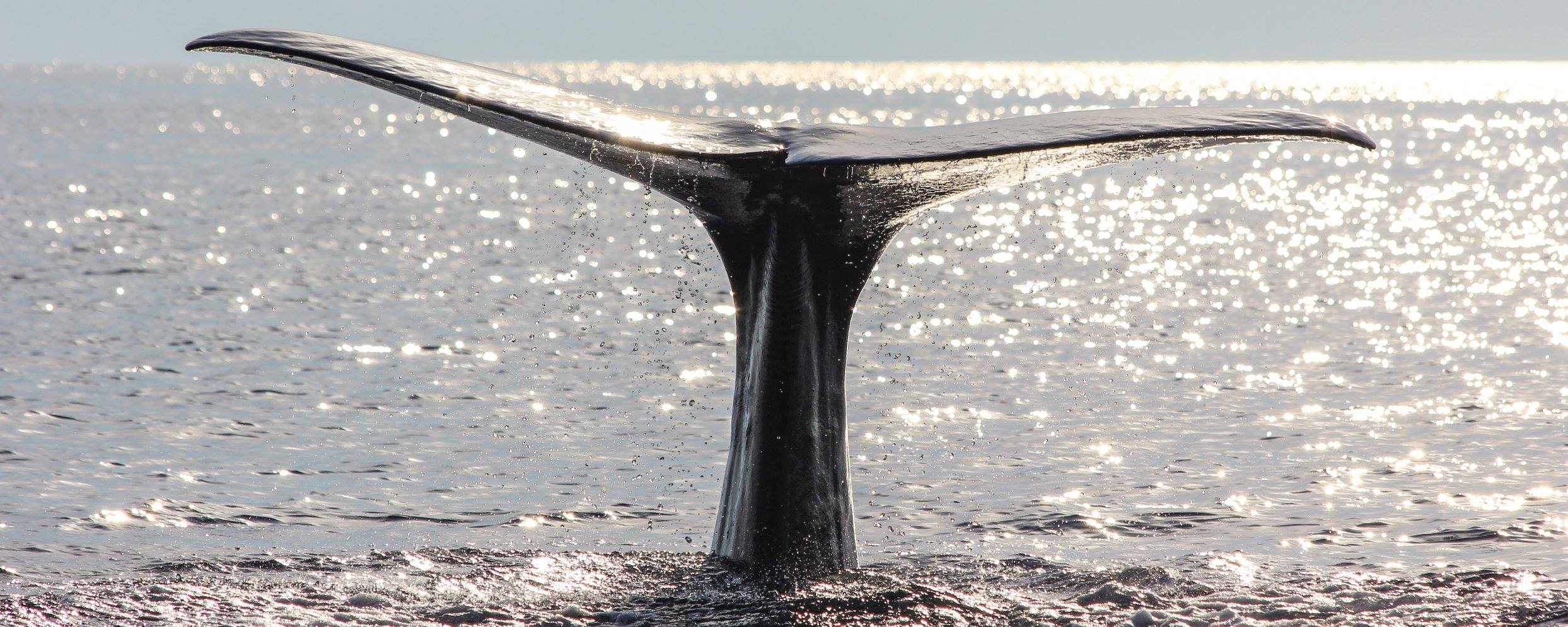 whale_watching_balene