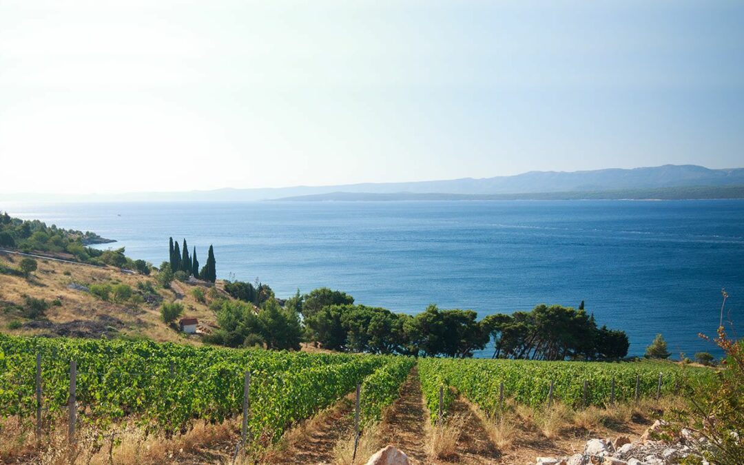 Viaggio in Calabria attraverso i suoi vini